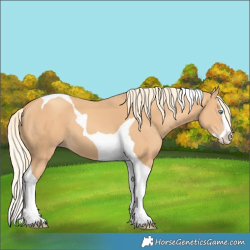 Horse Color:Gold Champagne Splash Tobiano 