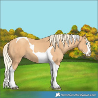 Horse Color:Gold Champagne Splash Tobiano 
