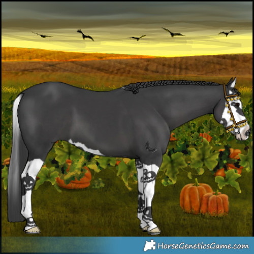 Horse Color:Black Splash 