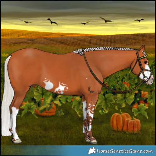 Horse Color:Silver Bay Splash Frame 
