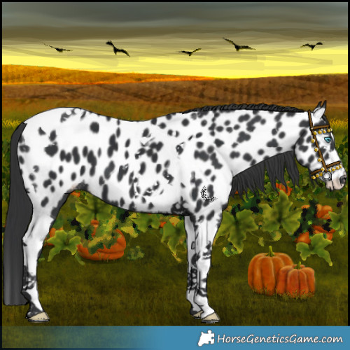 Horse Color:Black Splash Tobiano Near Leopard 