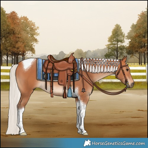 Horse Color:Silver Bay Tobiano Rabicano 
