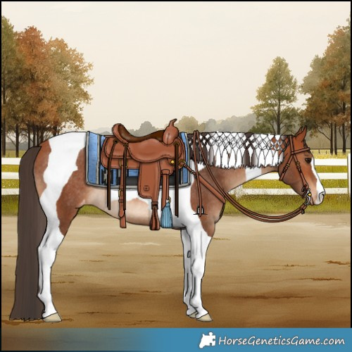 Horse Color:Bay Tobiano Appaloosa Rabicano 