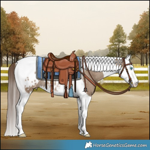 Horse Color:Classic Champagne Splash Tobiano Blanket Rabicano 
