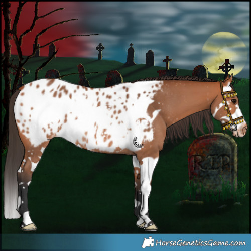 Horse Color:Bay Splash Frame Near Leopard Rabicano 