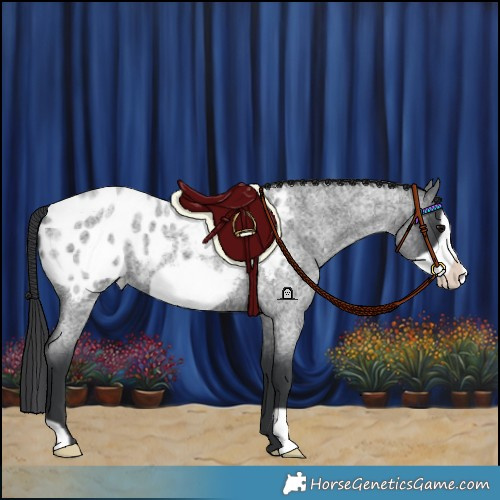 Horse Color:Blue Roan Frame Appaloosa