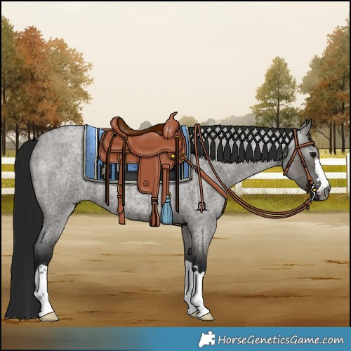 Horse Color:Gray Grullo Roan 
