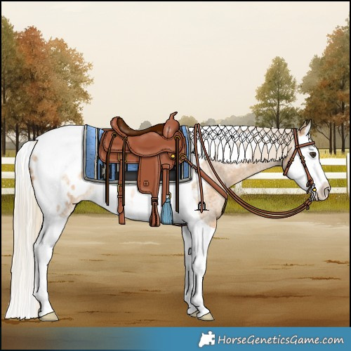 Horse Color:Palomino Roan Splash Tobiano Appaloosa 