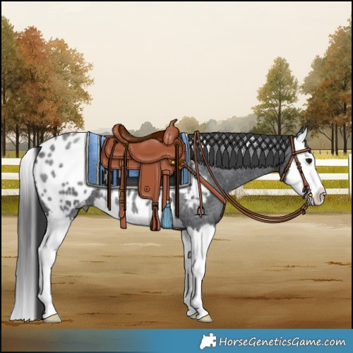 Horse Color:Blue Roan Splash Appaloosa