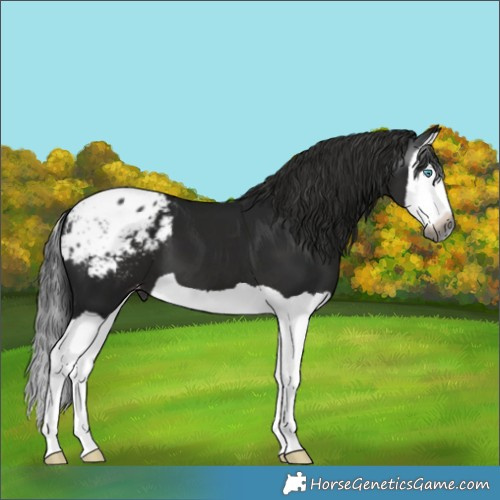 Horse Color:Gray Black Splash Blanket 
