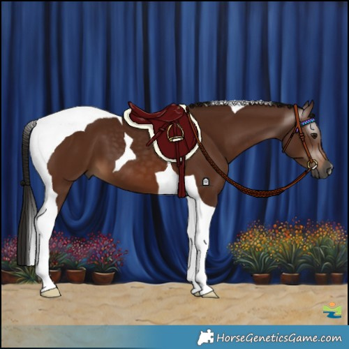 Horse Color:Gray Bay Tobiano