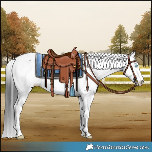 Horse Color:Black Splash Appaloosa 