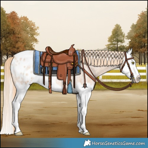 Horse Color:Gold Champagne Roan Splash Appaloosa 