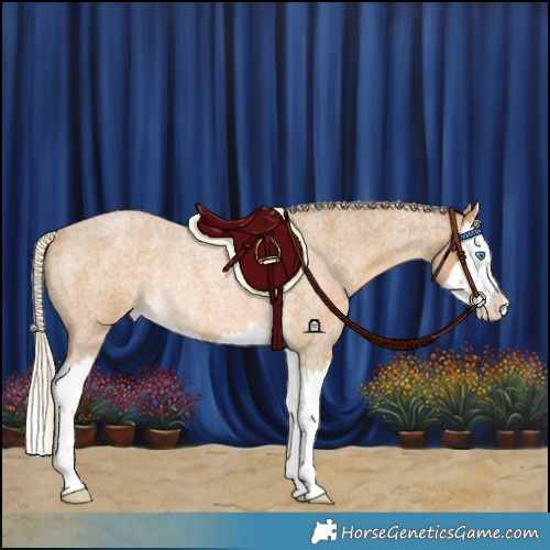 Horse Color:Palomino Roan Splash Appaloosa Rabicano 