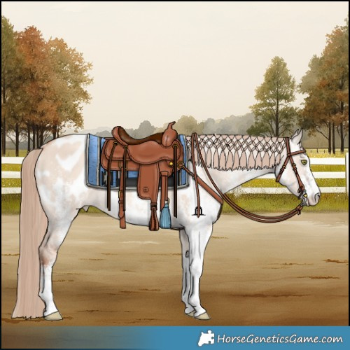 Horse Color:White Spotted Gold Champagne Dun Blanket Rabicano