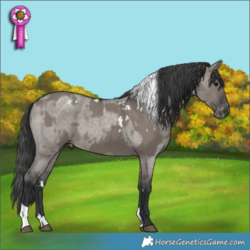 Horse Color:White Spotted Grullo  and Grullo Roan Appaloosa 