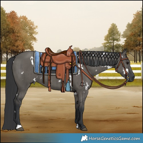 Horse Color:White Spotted Grullo Brindle