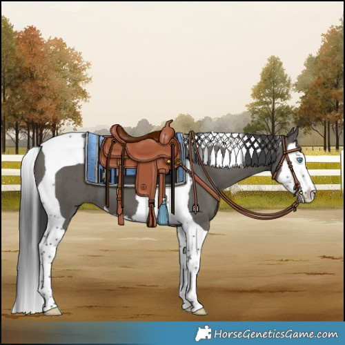 Horse Color:Grullo Splash Tobiano Brindle 