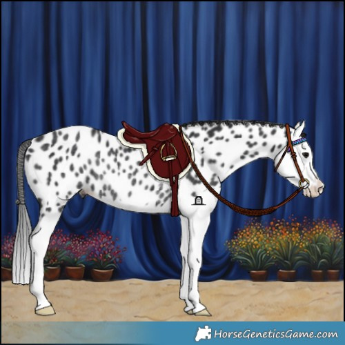 Horse Color:Black Splash Near Leopard Rabicano