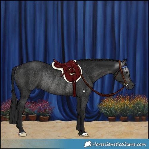 Horse Color:Gray Black Rabicano