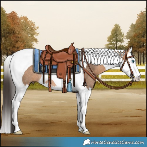 Horse Color:Bay Dun Splash Tobiano Rabicano