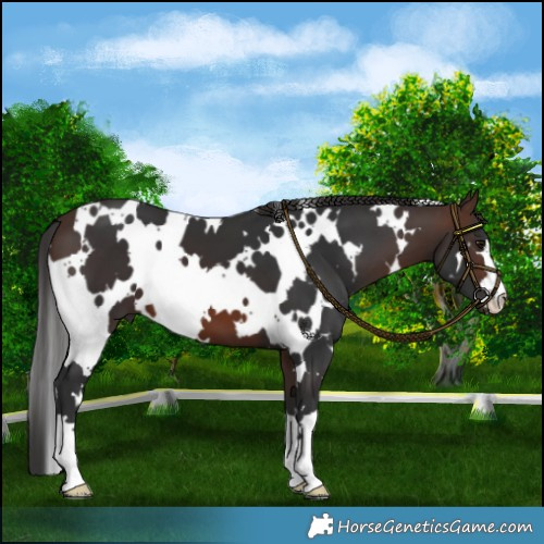 Horse Color:White Spotted Brown 