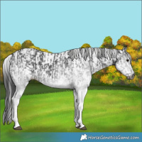 Horse Color:Gray White Spotted Black and Gray White Spotted Black