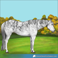 Horse Color:Gray White Spotted Black and Gray White Spotted Black