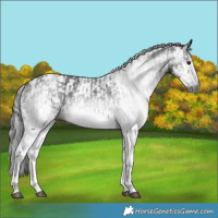 Horse Color:Gray White Spotted Black and Gray White Spotted Black