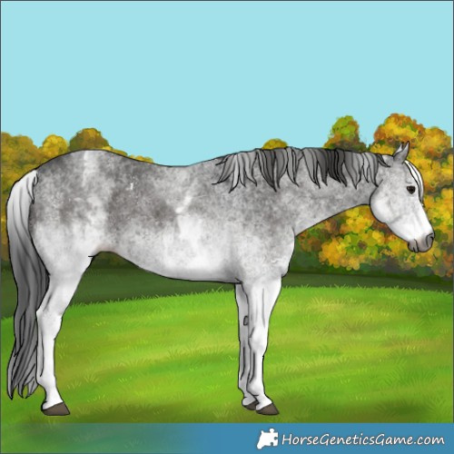 Horse Color:Gray White Spotted Black