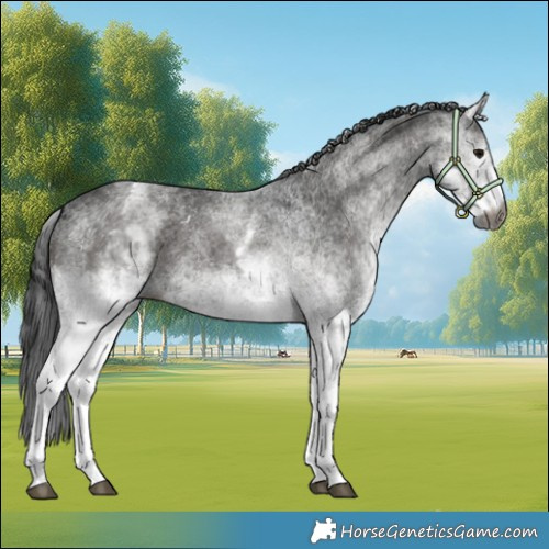 Horse Color:Gray White Spotted Black
