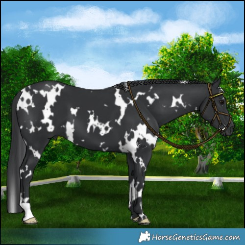 Horse Color:White Spotted Black 