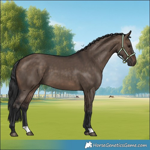 Horse Color:Brown Dun