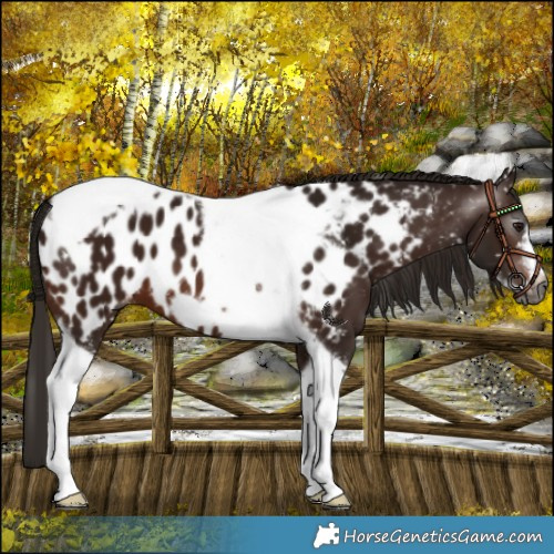 Horse Color:Gray Bay Tobiano Frame Near Leopard 