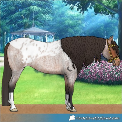 Horse Color:Bay Roan Skewed LP Spotted