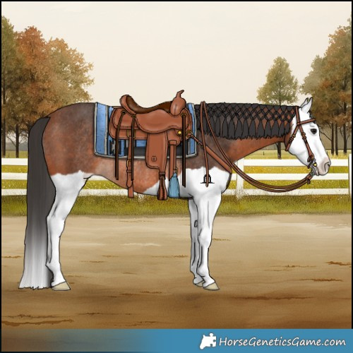 Horse Color:Bay Splash Rabicano 