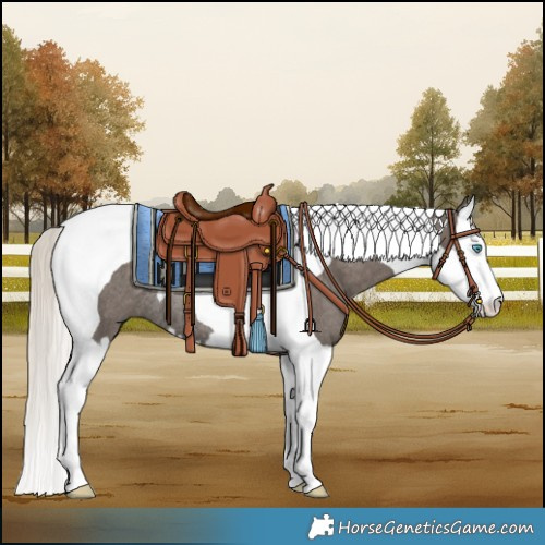Horse Color:Silver Black Splash Tobiano Rabicano 