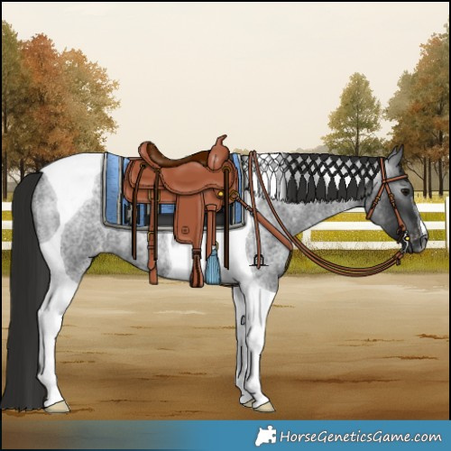 Horse Color:Gray Blue Roan Tobiano Appaloosa Rabicano 