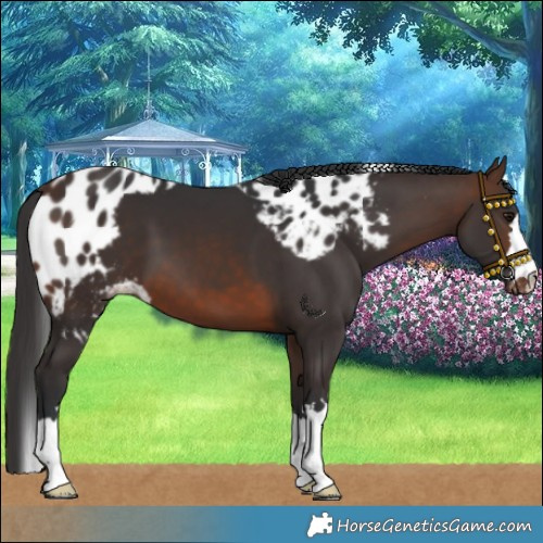 Horse Color:Brown Skewed LP Spotted 