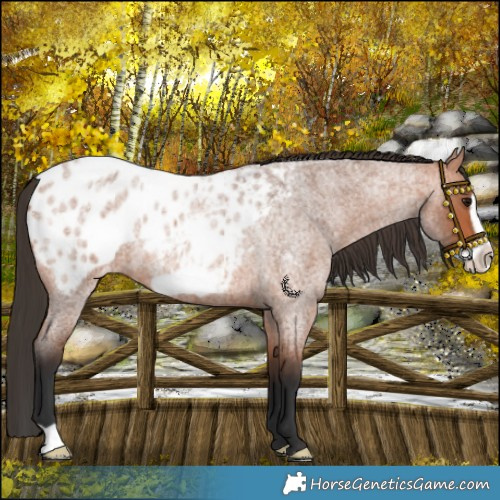 Horse Color:Bay Roan Frame Blanket 