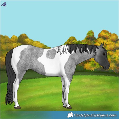 Horse Color:Blue Roan Tobiano 
