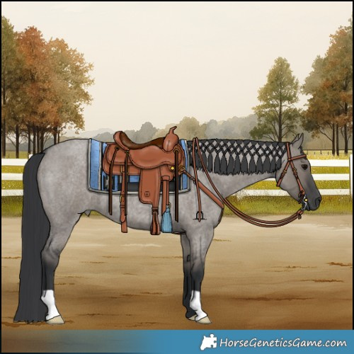 Horse Color:Grullo Roan