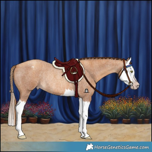 Horse Color:Gray Gold Champagne Roan Splash Appaloosa Rabicano