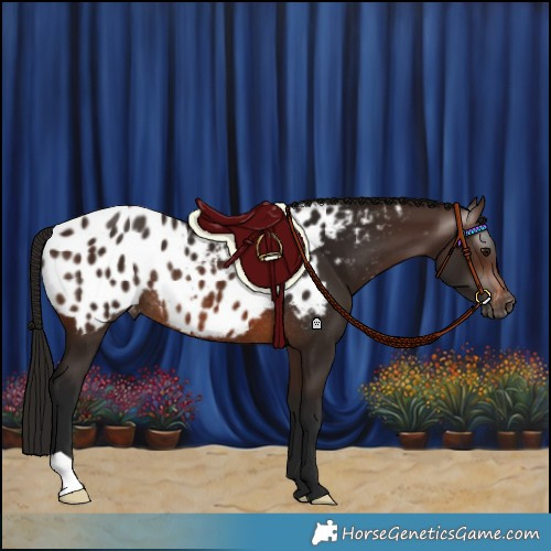 Horse Color:Gray Bay Appaloosa Rabicano