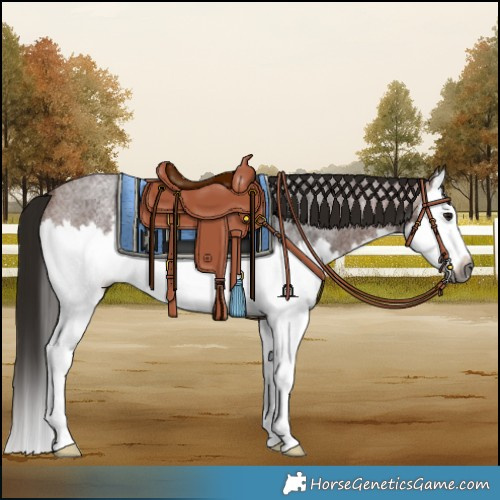 Horse Color:Gray Bay Roan Splash Rabicano 