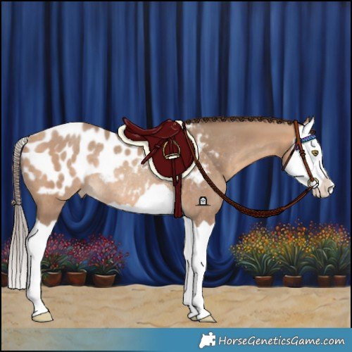 Horse Color:Amber Champagne Splash Appaloosa Rabicano