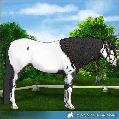 Horse Color:Black Appaloosa 