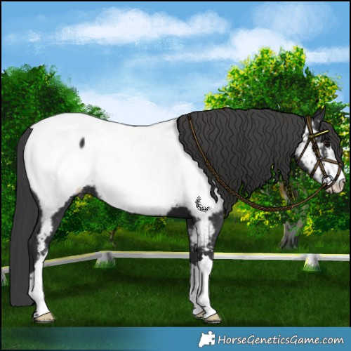 Horse Color:Black Near Fewspot 