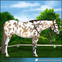 Horse Color:Buckskin Leopard