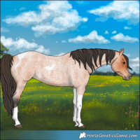 Horse Color:Bay Roan Tobiano 